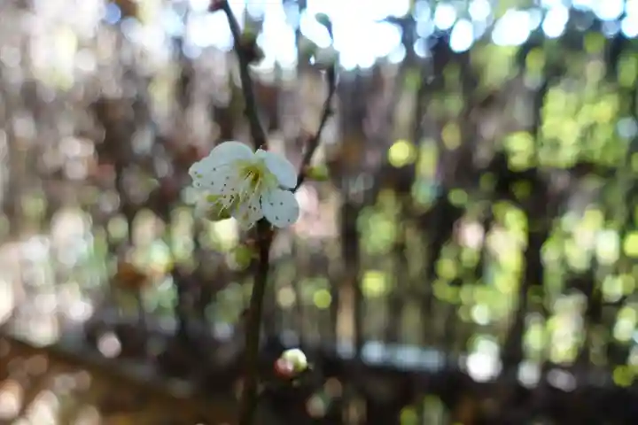 赤山禅院の自然