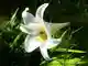 Lilium auratum