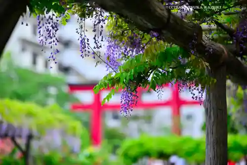 亀戸天神社(東京都)