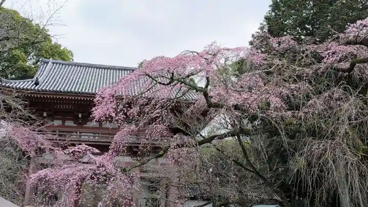 醍醐寺(京都府)