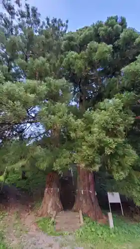 八雲神社の自然