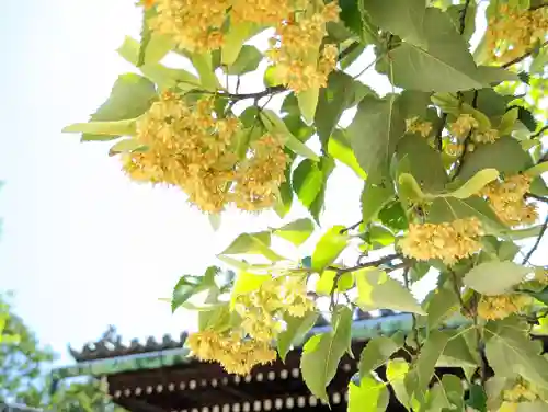 真正極楽寺（真如堂）の自然