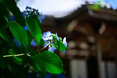 高幡不動尊　金剛寺(東京都)