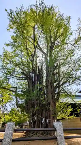 葛飾八幡宮の自然