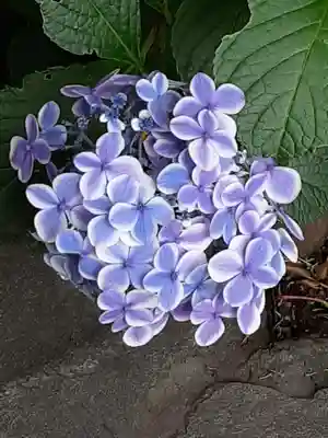 阿佐ヶ谷神明宮(東京都)