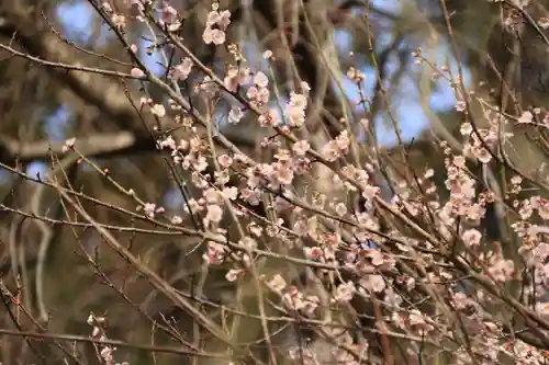 阿久津「田村神社」（郡山市阿久津町）旧社名：伊豆箱根三嶋三社の庭園