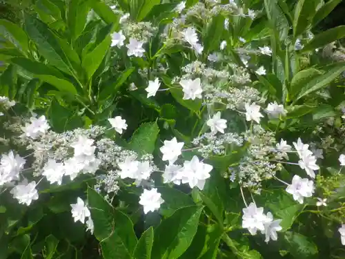 御霊神社の自然