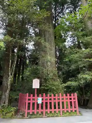 箱根神社の{uncategorized: "未分類", other: "その他", undefined: "問題あり", building: "その他建物", grave: "お墓", sacred_gate: "鳥居", guardian: "狛犬", statue: "像", buddha: "仏像", history: "歴史", nature: "自然", garden: "庭園", animal: "動物", pagoda: "塔", temizu: "手水舎", mountain_gate: "山門・神門", sanctuary: "本殿・本堂", subordinate: "末社・摂社", art: "芸術", scenery: "景色", jizo: "地蔵", ema: "絵馬", goshuin: "御朱印", omikuji: "おみくじ", items: "授与品その他", amulet: "お守り", goshuincho: "御朱印帳", eats: "食事", festival: "お祭り", votive_dance: "神楽", shichigosan: "七五三参", wedding: "結婚式", experience: "体験その他", initially: "初詣", around: "周辺", anti_infection: "感染症対策"}