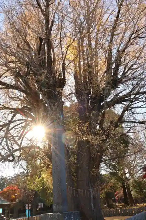 鑁阿寺(栃木県)