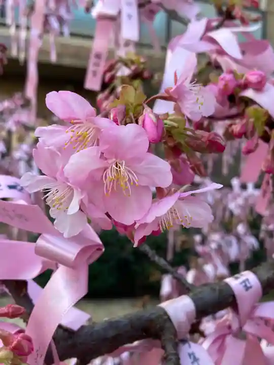 桜神宮の自然