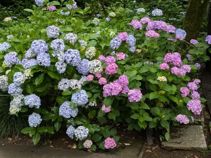 本土寺(千葉県)
