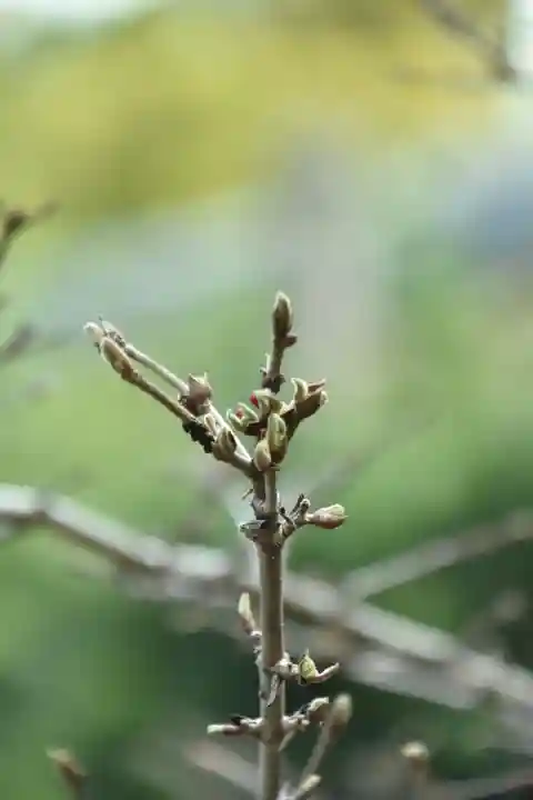 正安寺(神奈川県)