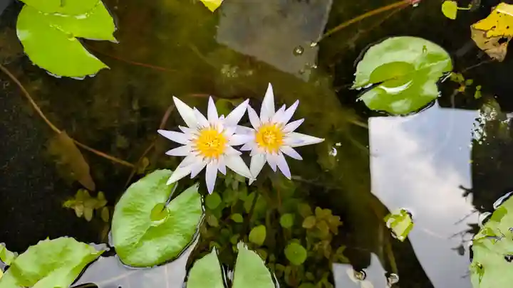 行願寺(革堂)(京都府)