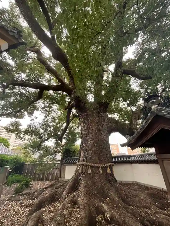 大聖観音寺(あびこ観音)(大阪府)