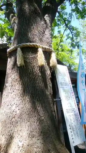 札幌諏訪神社の自然