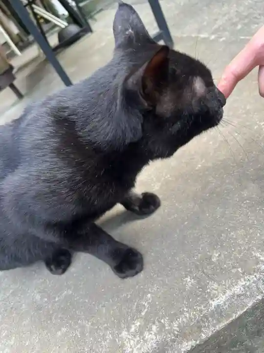 間々田八幡宮の動物