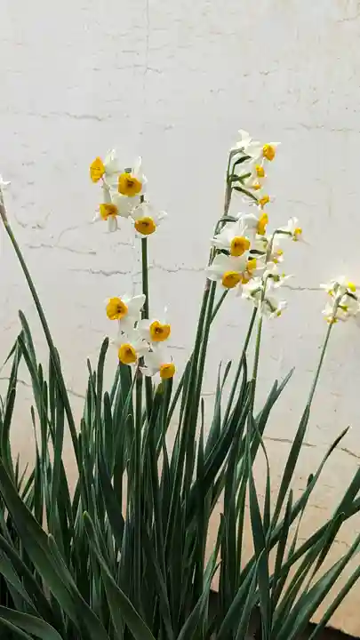 大松禅寺(京都府)