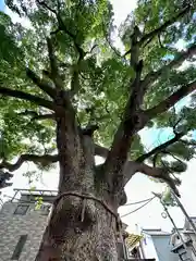 阿保神社(大阪府)