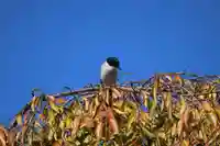 熊野福藏神社の動物