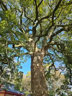 春日神社の{uncategorized: "未分類", other: "その他", undefined: "問題あり", building: "その他建物", grave: "お墓", sacred_gate: "鳥居", guardian: "狛犬", statue: "像", buddha: "仏像", history: "歴史", nature: "自然", garden: "庭園", animal: "動物", pagoda: "塔", temizu: "手水舎", mountain_gate: "山門・神門", sanctuary: "本殿・本堂", subordinate: "末社・摂社", art: "芸術", scenery: "景色", jizo: "地蔵", ema: "絵馬", goshuin: "御朱印", omikuji: "おみくじ", items: "授与品その他", amulet: "お守り", goshuincho: "御朱印帳", eats: "食事", festival: "お祭り", votive_dance: "神楽", shichigosan: "七五三参", wedding: "結婚式", experience: "体験その他", initially: "初詣", around: "周辺", anti_infection: "感染症対策"}