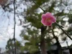 難波八幡神社の自然