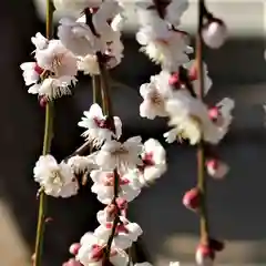 小名浜諏訪神社の自然