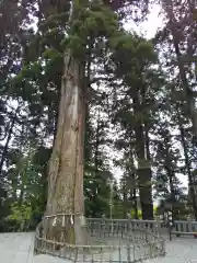 戸隠神社中社の自然