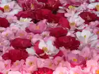 霊鑑寺門跡(京都府)