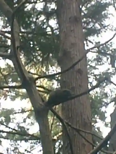 葛原岡神社の動物