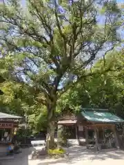 志賀海神社(福岡県)