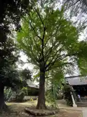 長崎神社の自然