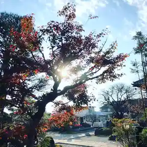 法源寺の自然 2019年11月30日(土)〜(2019年11月26日(火) 14時05分40秒投稿)