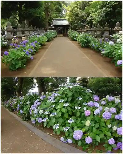 妙法寺(東京都)