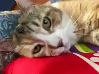 秩父札所十三番 慈眼寺の動物