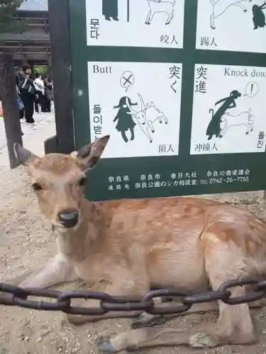 東大寺の動物