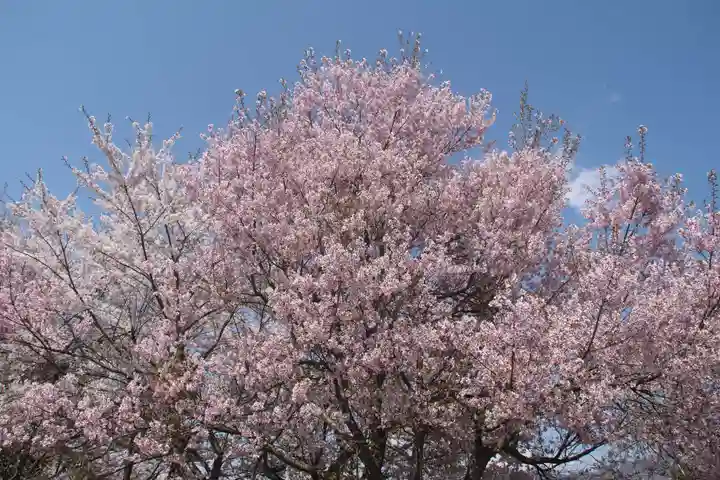 羽黒山神社(西の宮 羽黒山神社)の自然