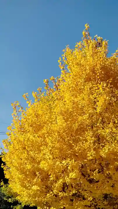 檀王法林寺(栴檀王院無上法林寺)の自然