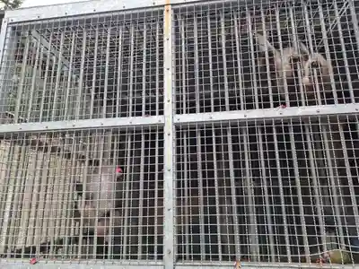 日吉大社(滋賀県)