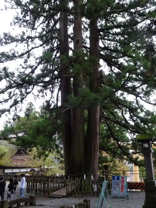 戸隠神社中社の自然