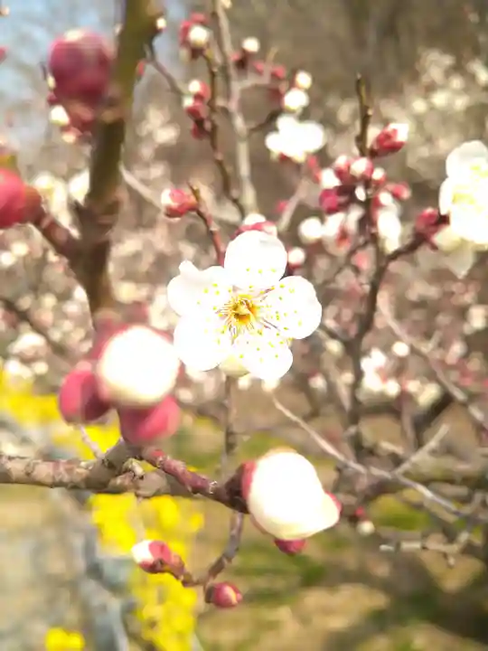 神前神社の自然