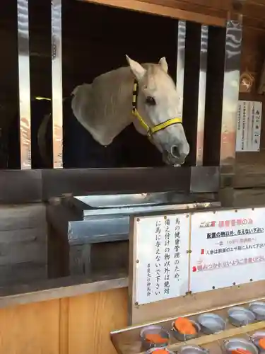 多度大社の動物