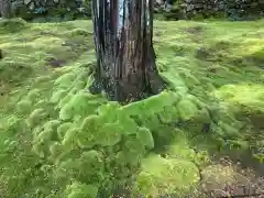 西芳寺の自然