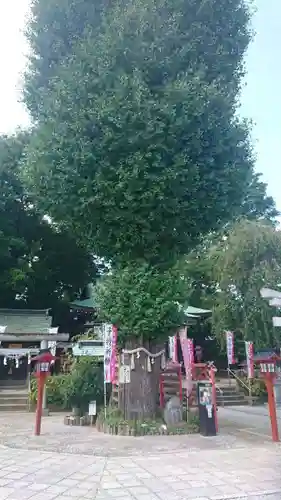 川越八幡宮の自然