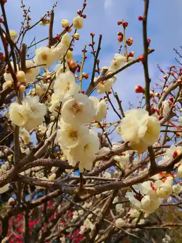太宰府天満宮の自然