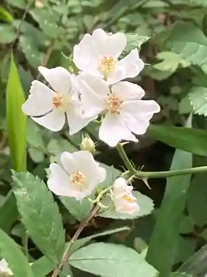 厳島神社の宇賀神社 穴弁天(東京都)