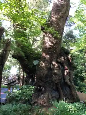 來宮神社(静岡県)