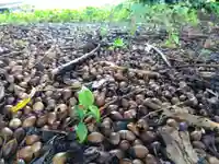 愛宕神社(福井県)