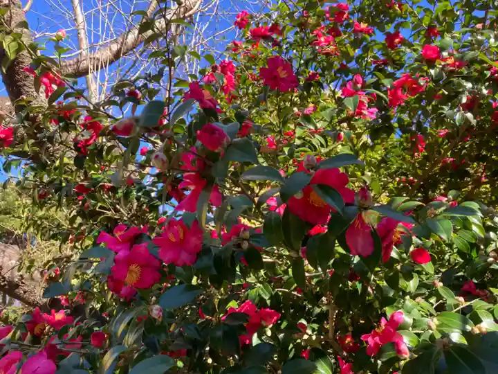 葛原岡神社の自然
