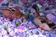 楽法寺（雨引観音）の動物