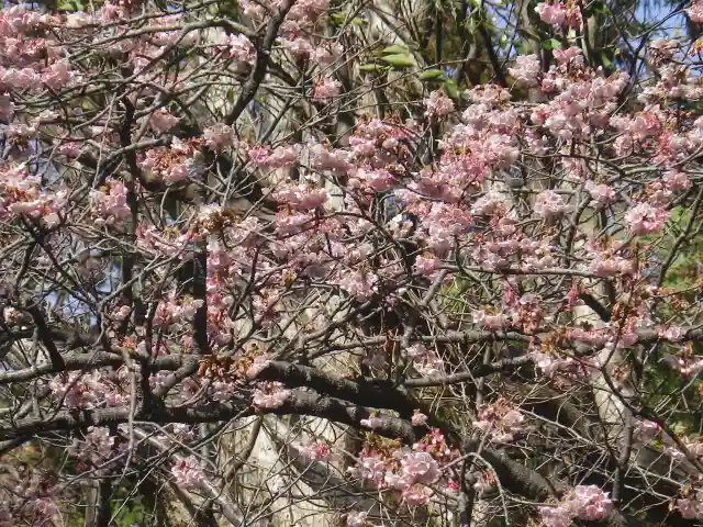 鶴岡八幡宮の自然